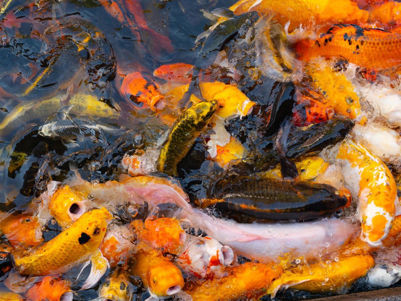 bunte ausgefallene Karpfenfische, Koi-Fische foto