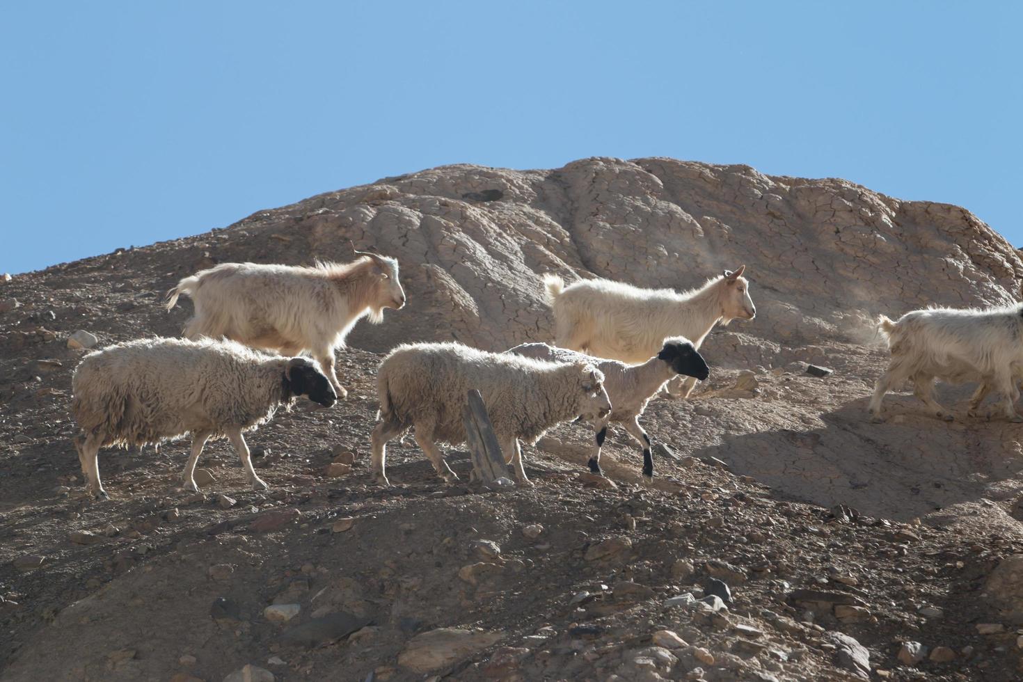 Ziegen auf dem Felsen im Mondland Lamayuru, Ladakh, Indien foto