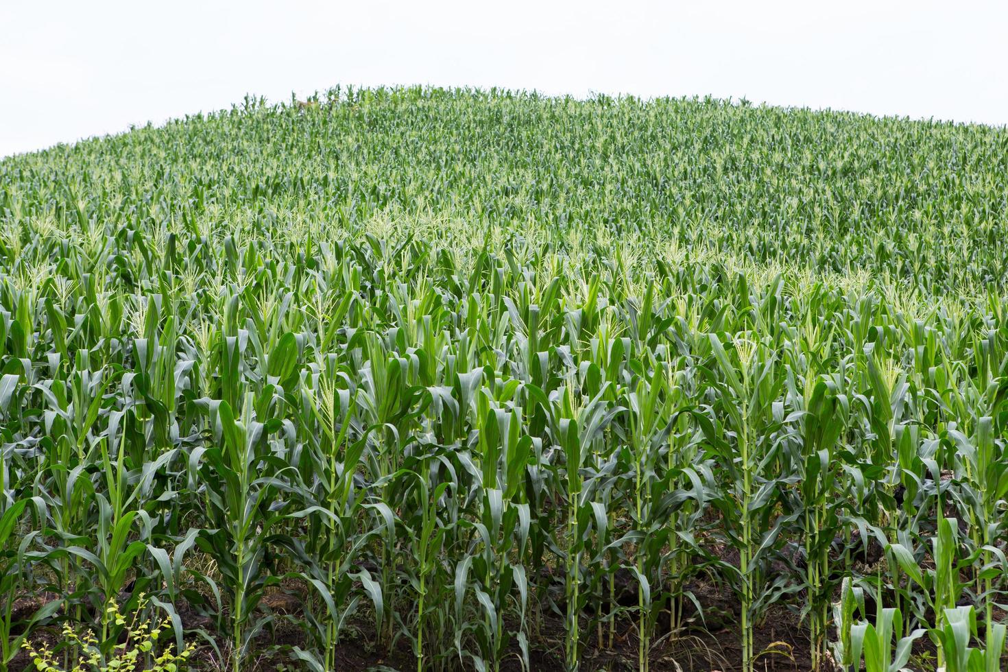 grünes Maisfeld aufwächst foto