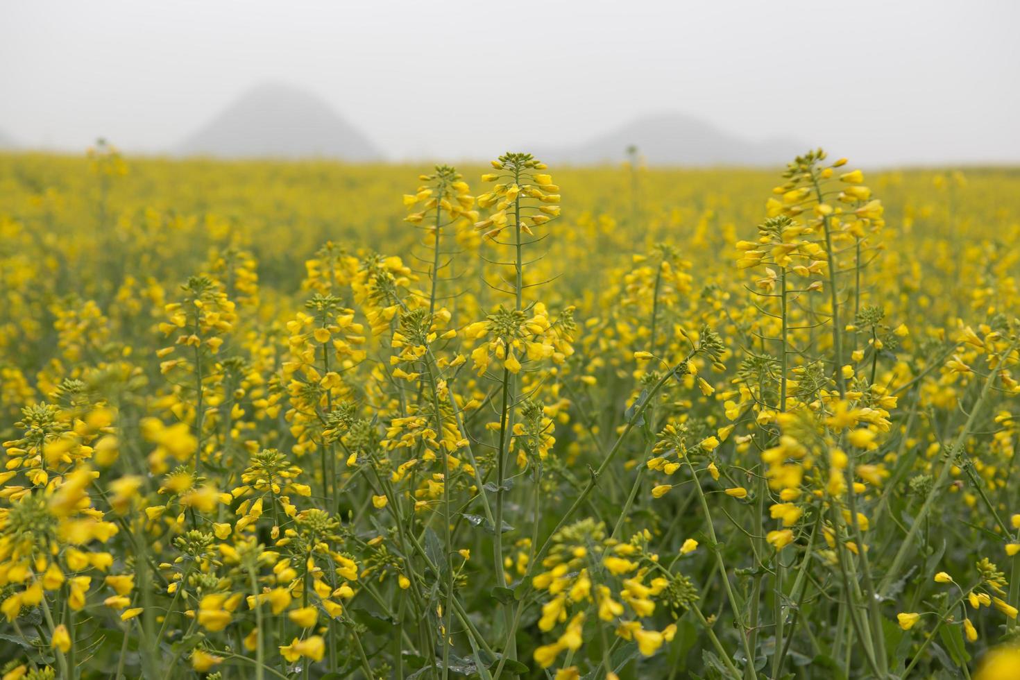 gelbes rapsblumenfeld mit dem nebel in luoping, china foto