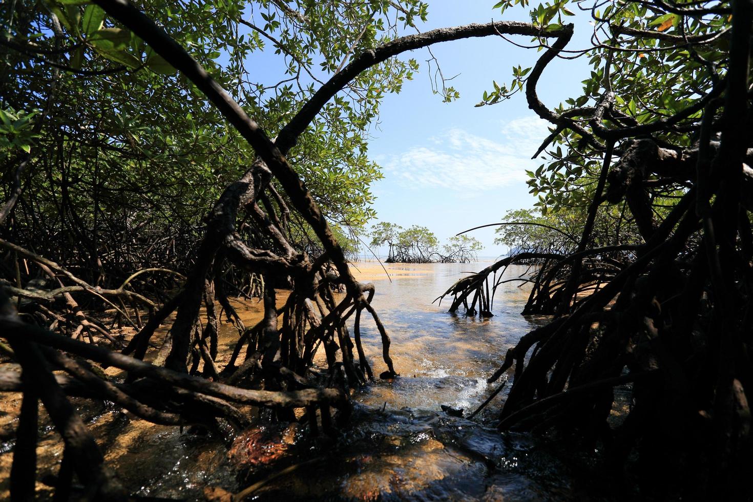 mangrovenwald im tropischen ort foto