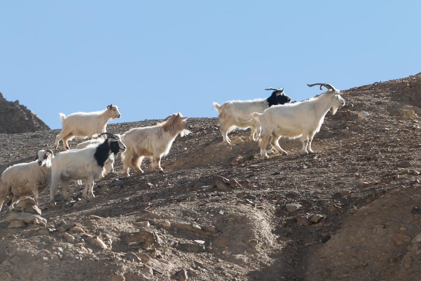 Ziegen auf dem Felsen im Mondland Lamayuru, Ladakh, Indien foto