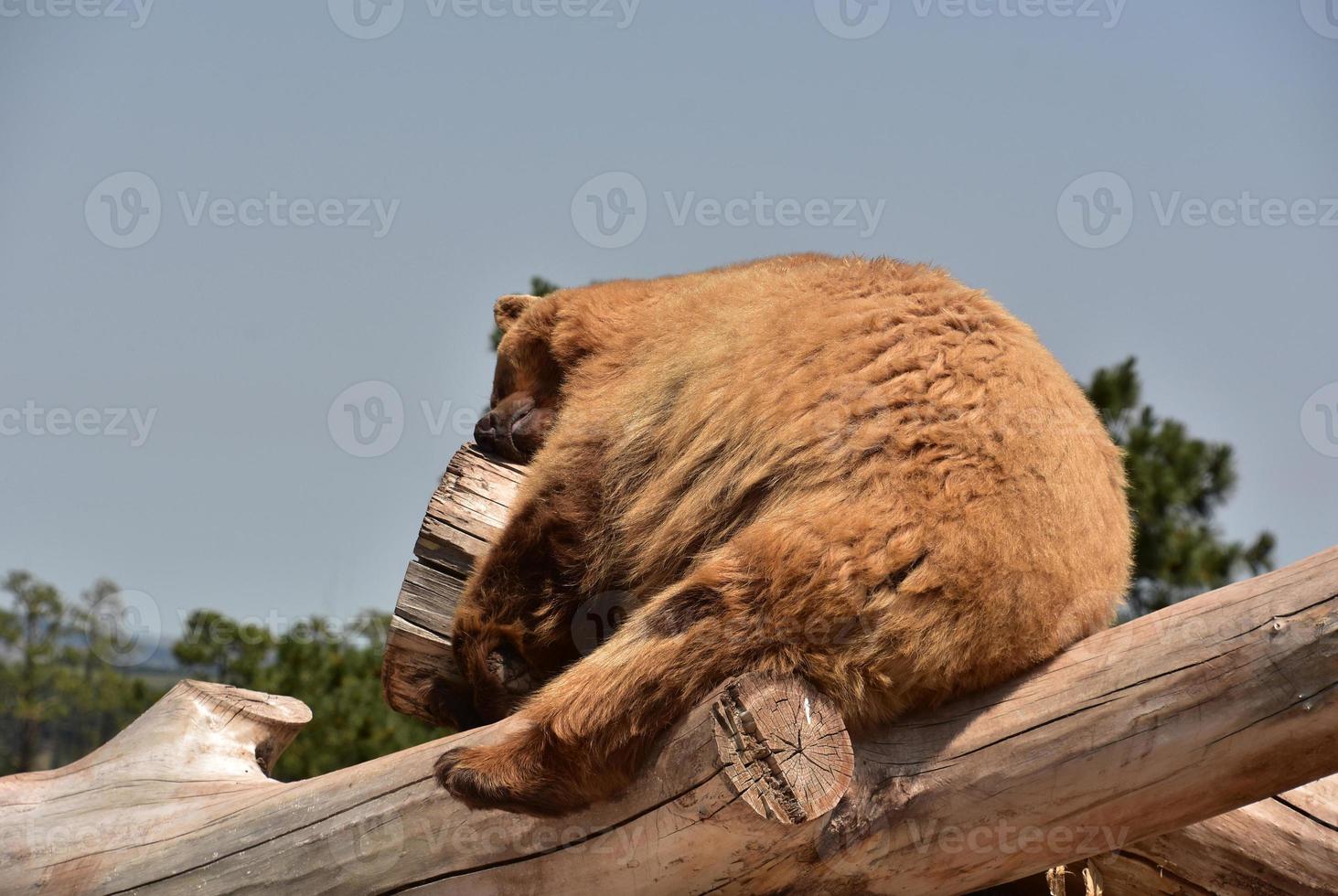 dickes braunes Fell auf einem struppigen Schwarzbären foto