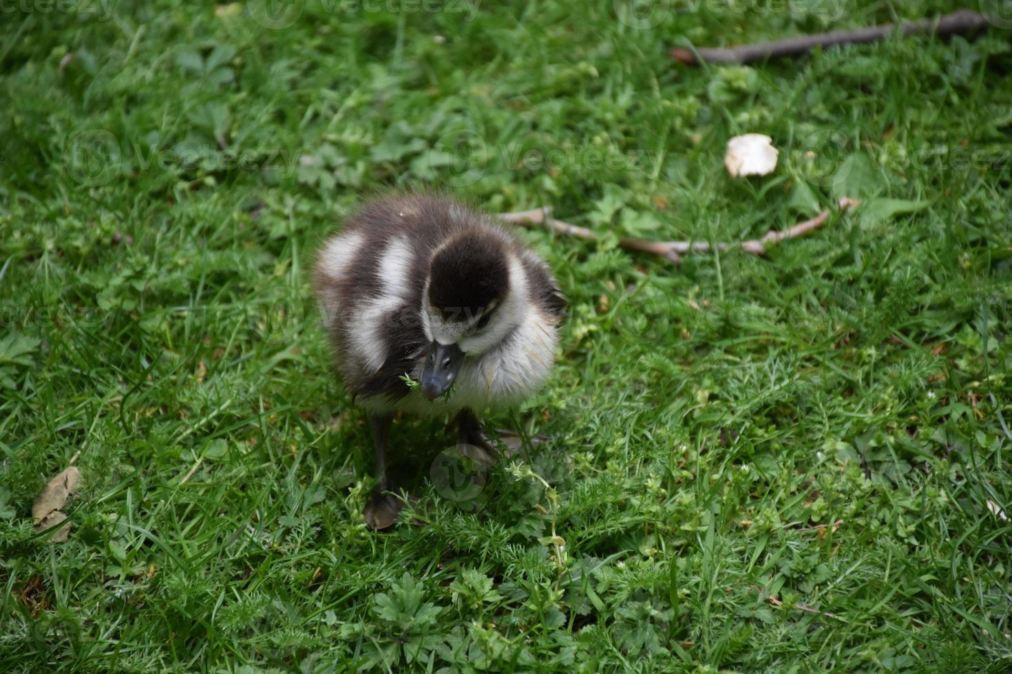 sehr süßes Baby-Entlein in einem grasbewachsenen Hügel foto