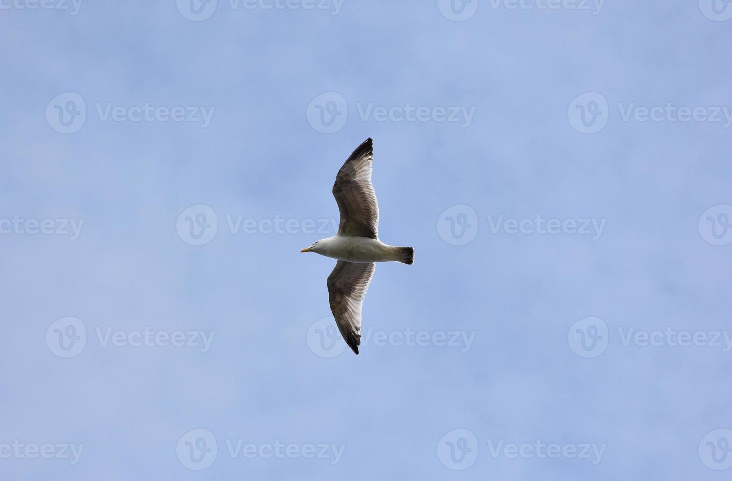 schöne Möwe, die mit einer großen Flügelspannweite fliegt foto