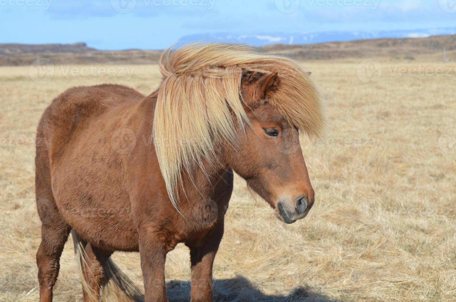 schönes isländisches Palomino-Pferd foto