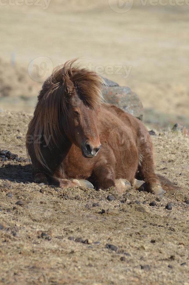 wildes isländisches Pferd, das auf dem Boden ruht foto