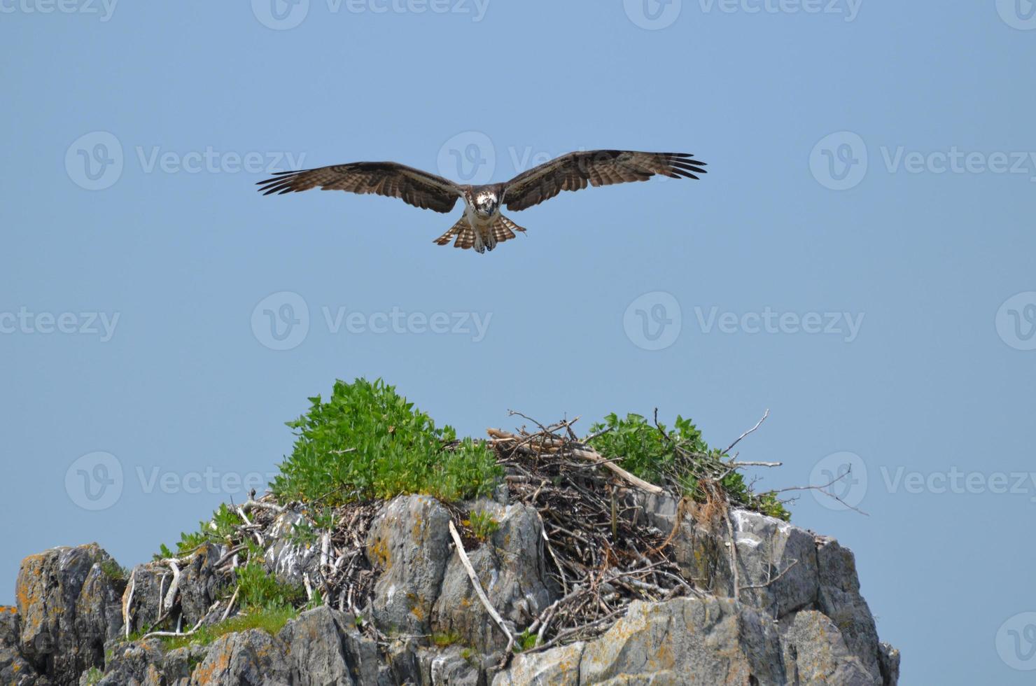 Fischadler fliegt über ein Vogelnest foto