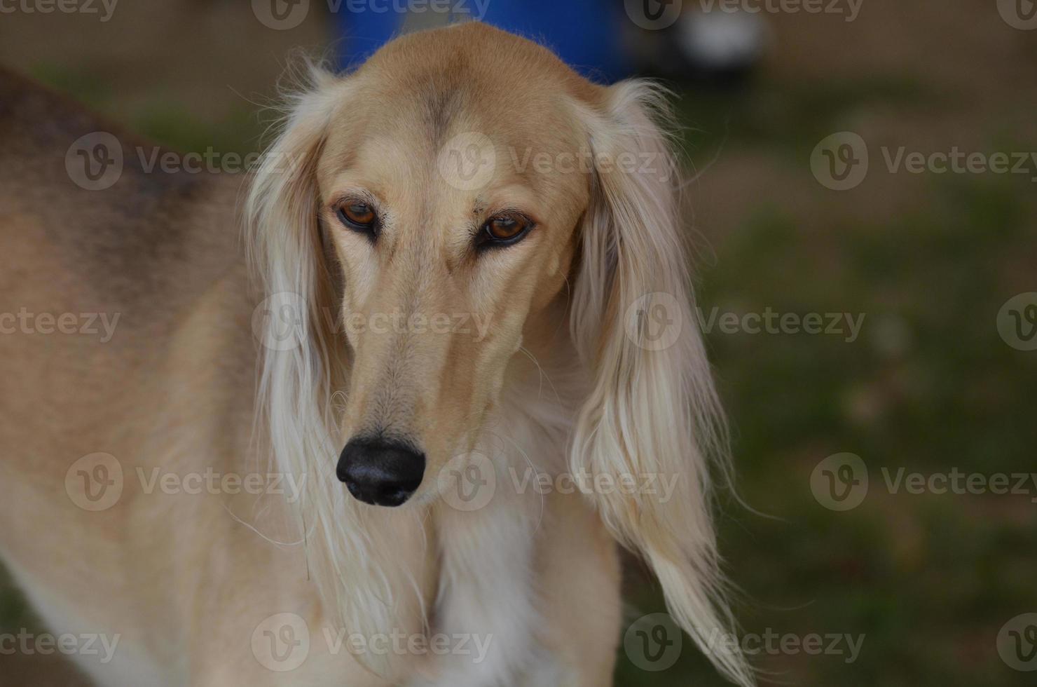 Blonder Saluki Windhundhund foto