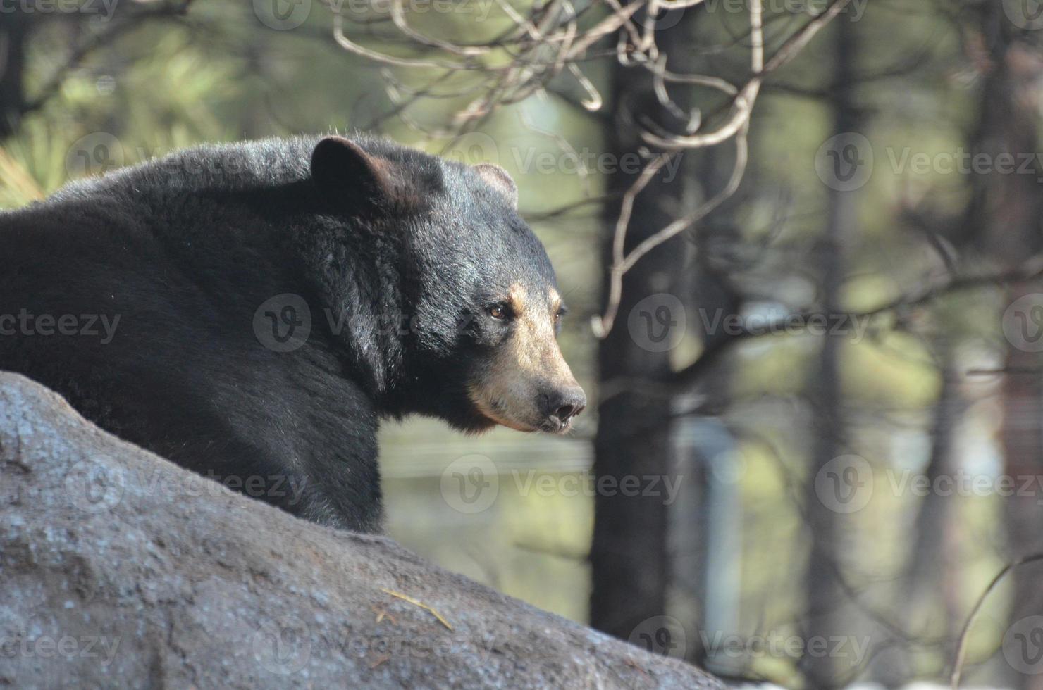 das Profil eines Schwarzbären foto