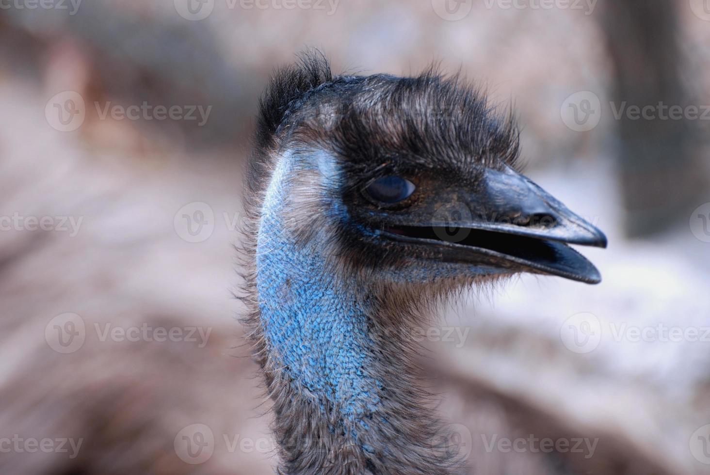 kreischender Emu mit offenem Schnabel foto