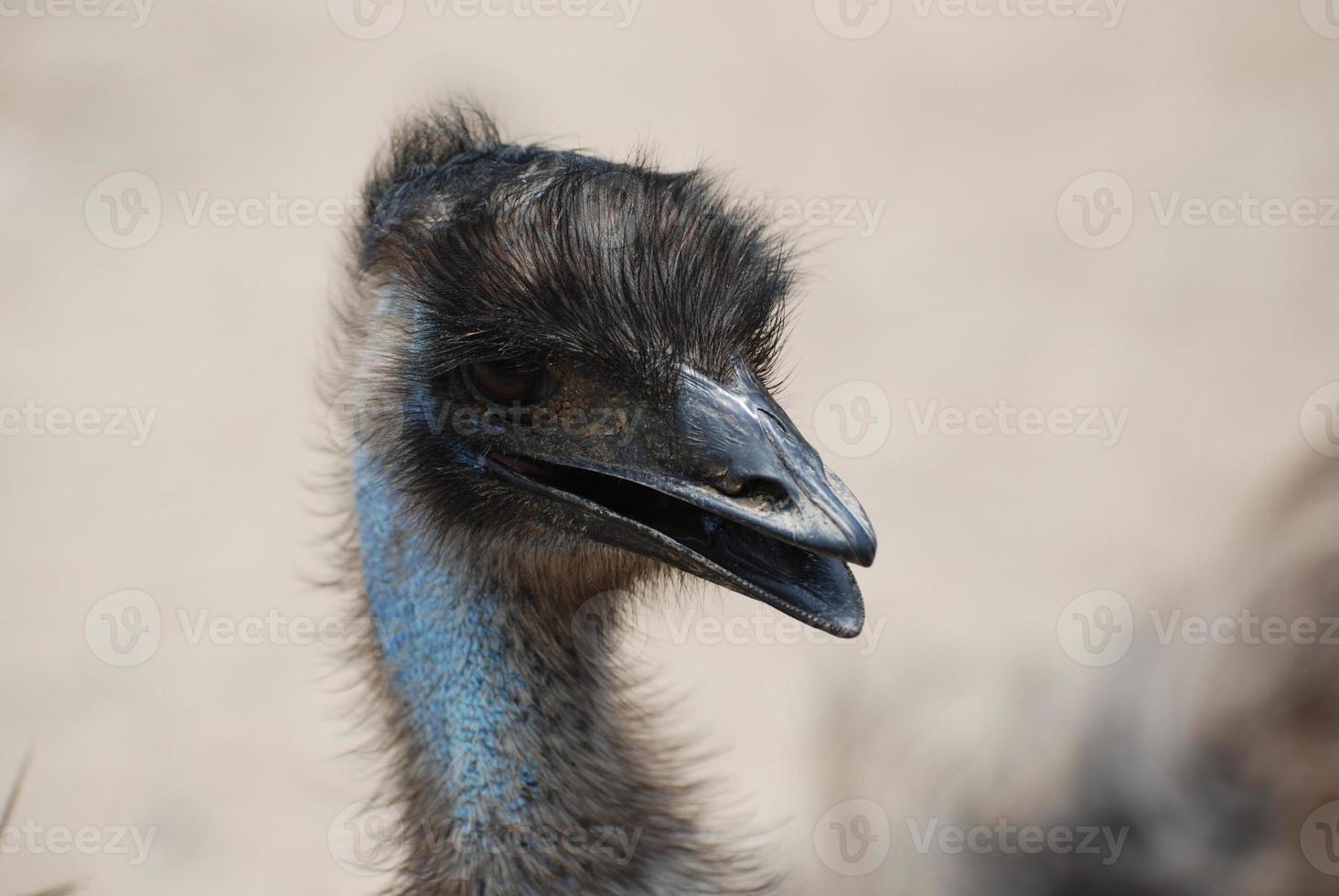 gefiederter Kopf eines blauen Emu-Vogels foto