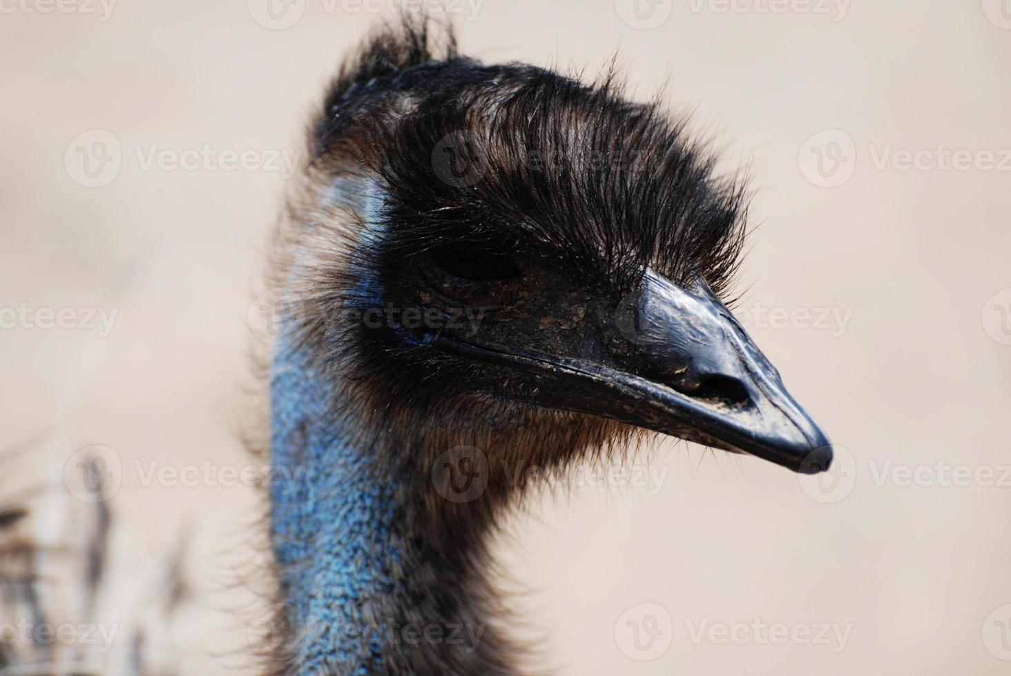 Gesicht eines großen blauen Emu-Vogels foto
