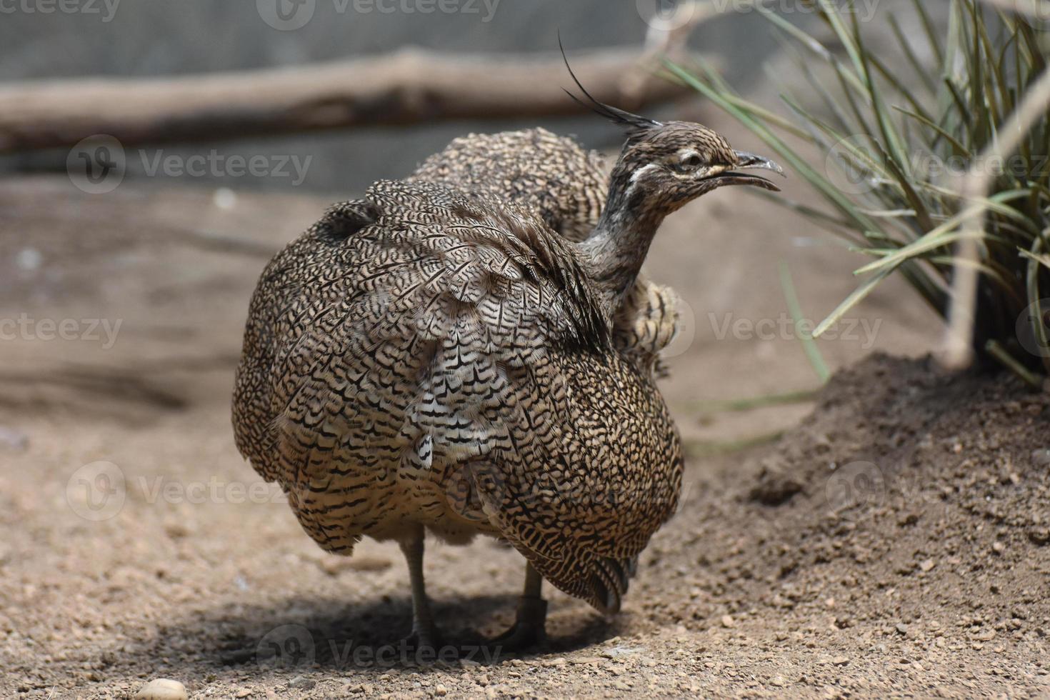 kreischender martineta tinamou-vogel in einer kargen landschaft foto