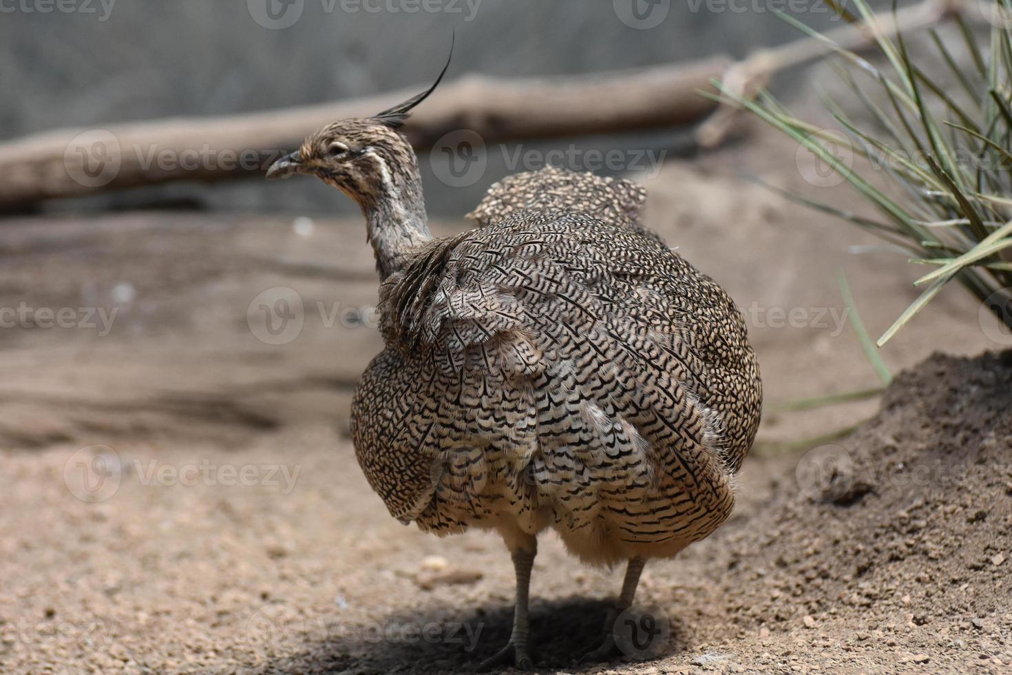 wildes, elegantes Tinamou mit Haube und einem umgestürzten Baumstamm foto