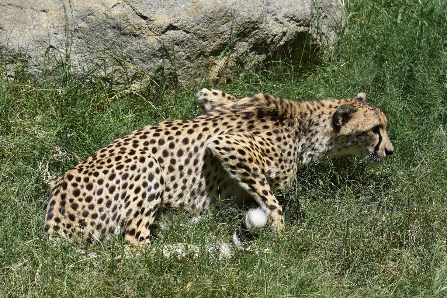 Wunderschöne gefleckte Gepardenkatze, die im hohen Gras kauert foto