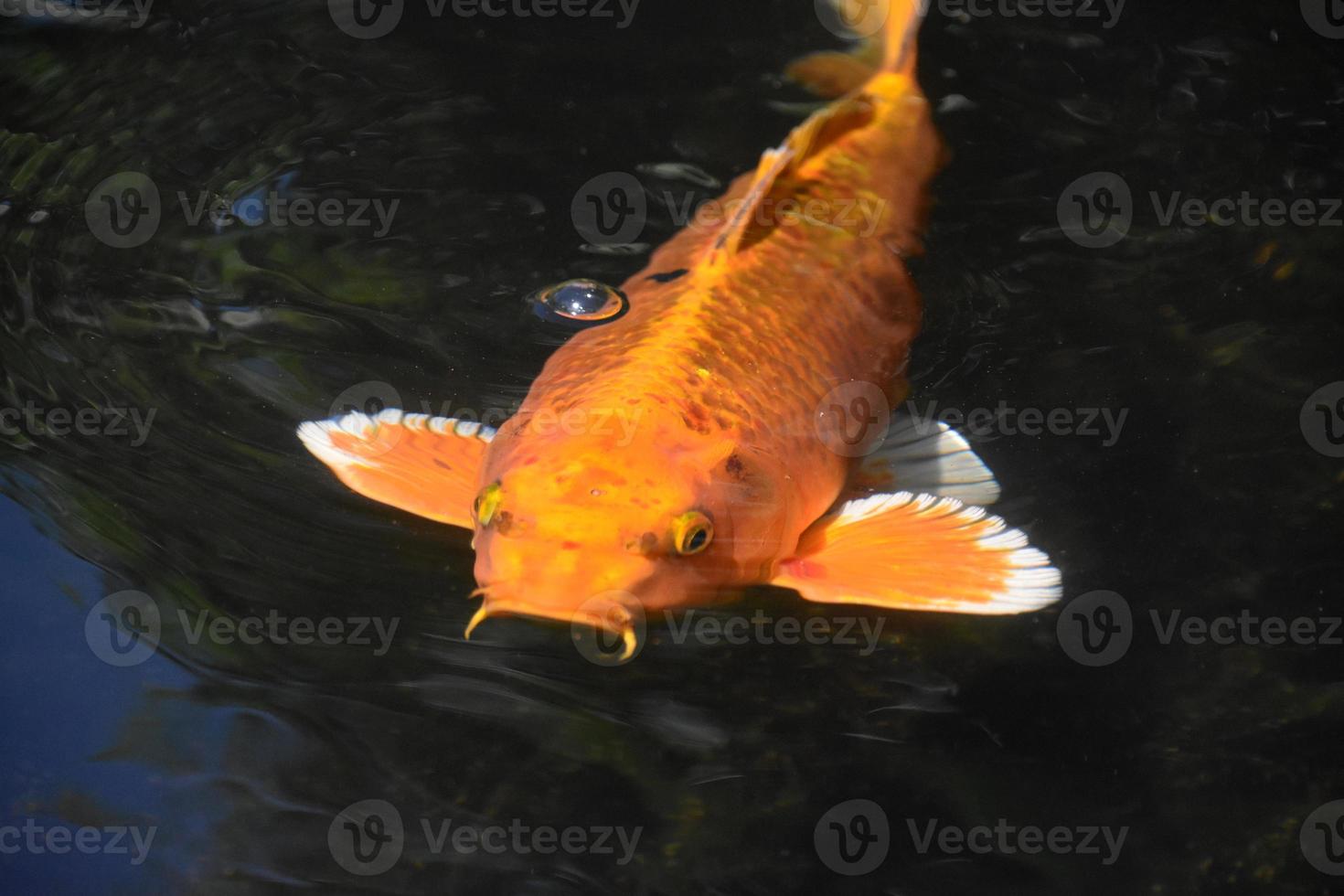 atemberaubende Aufnahme eines orangefarbenen Koi-Fisches foto