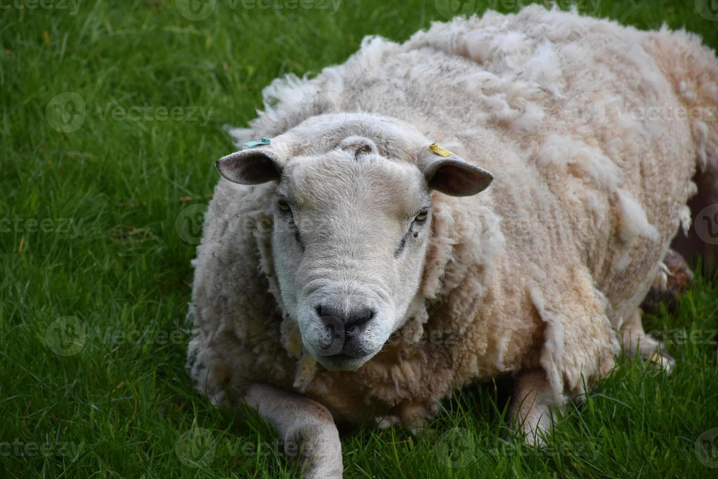 wollige weiße Schafe, die sich auf einem Feld niederlegen foto