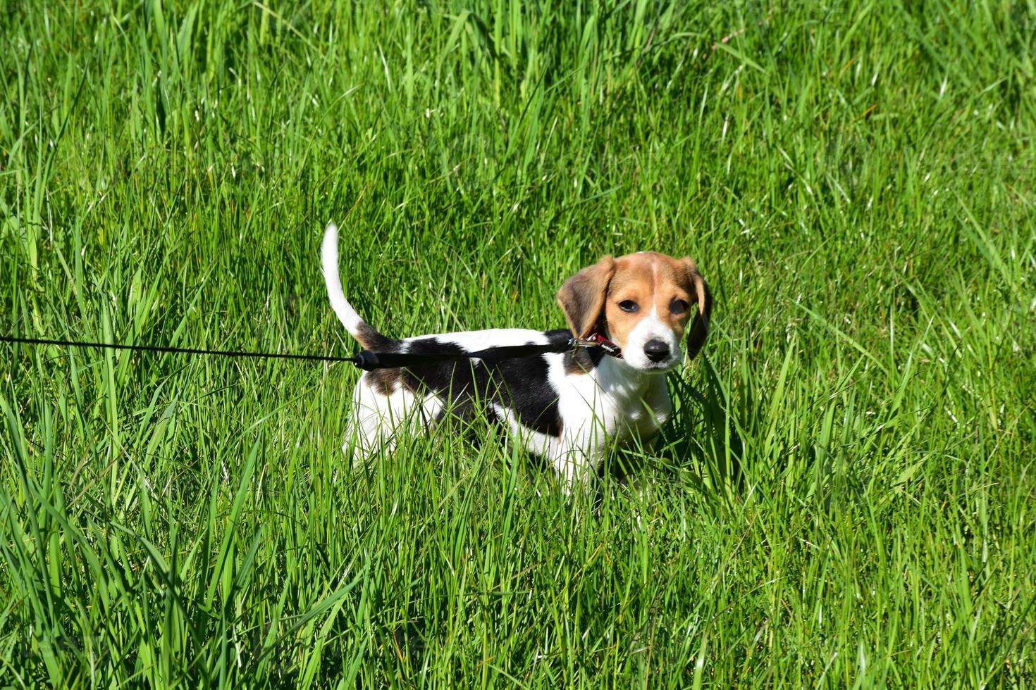 Beagle-Hündchen an der Leine auf einer grünen Wiese foto