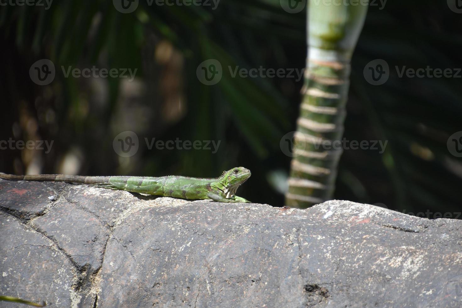 Grüner Leguan mit Stacheln auf dem Rücken foto