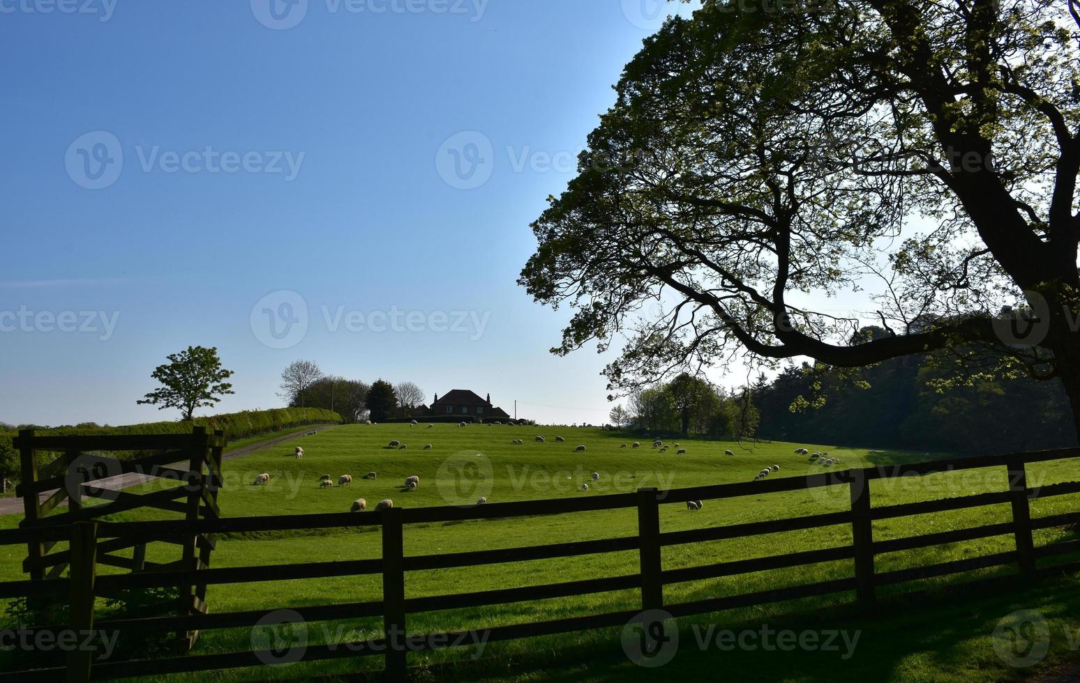 Schafe auf einer eingezäunten Weide auf einer Farm im Norden Englands foto