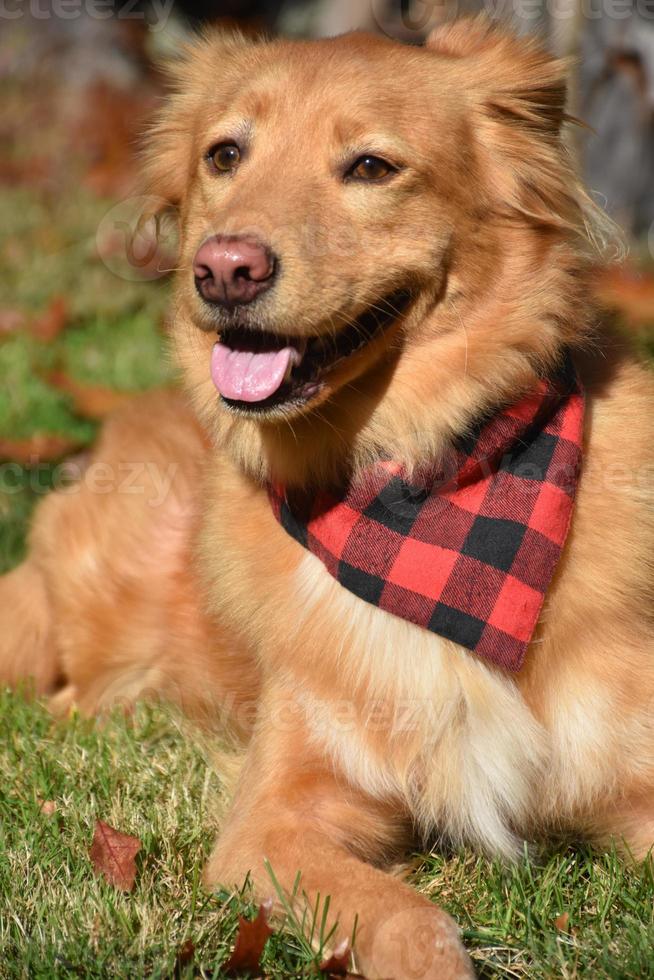 Yarmouth-Toler-Hund mit einem karierten Bandana aus Büffel foto