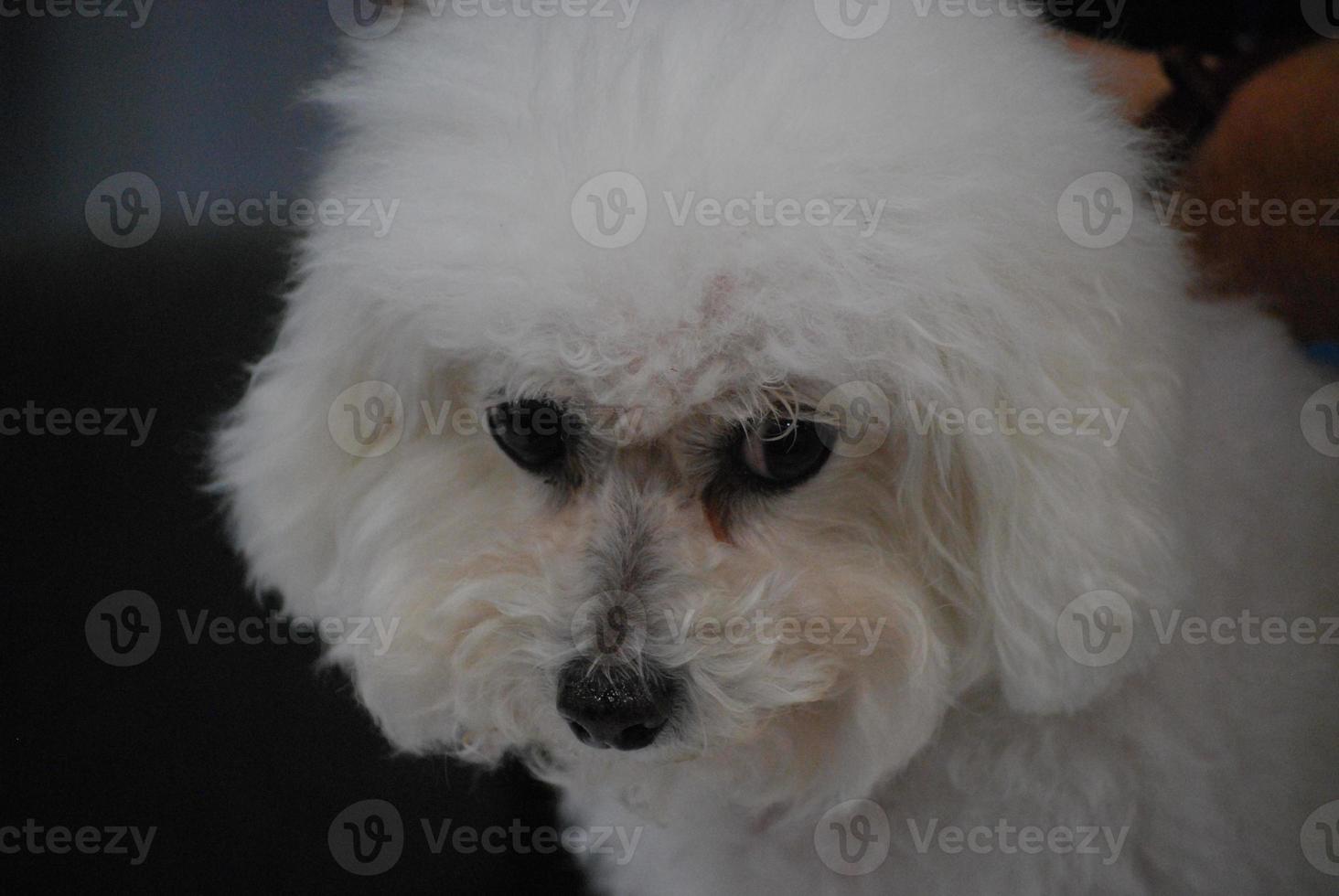 flauschiger weißer Bichon-Frise foto