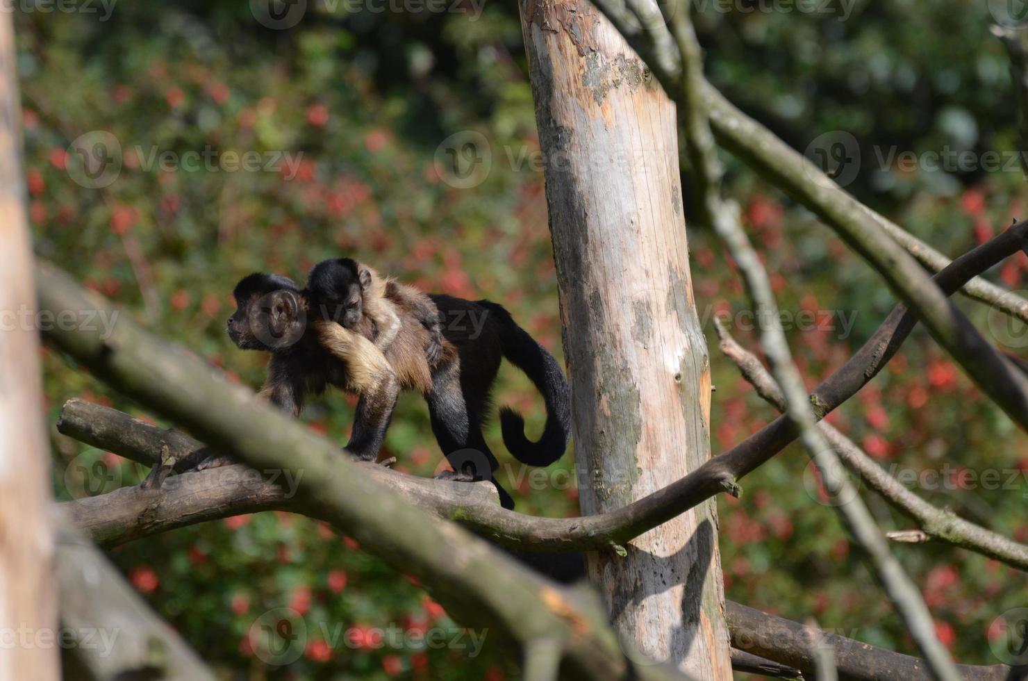 Baby getuftete Kapuzineraffen, die sich an den Rücken ihrer Mutter klammern foto