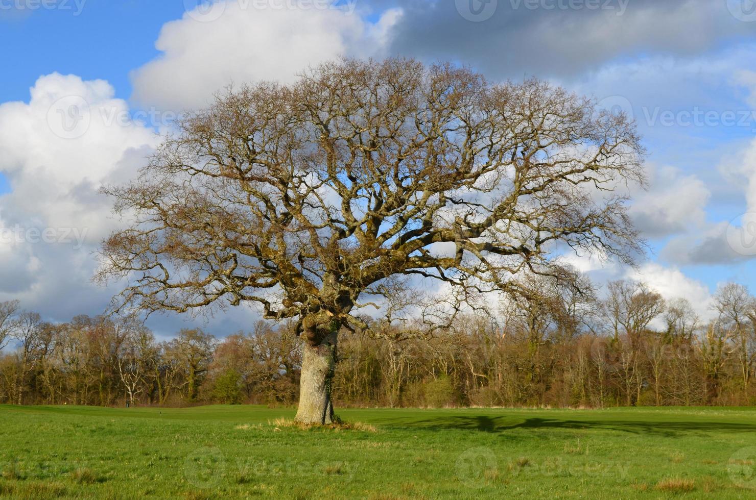 Alter Baum im frühen Frühling, der darauf wartet, dass Blätter auftauchen foto