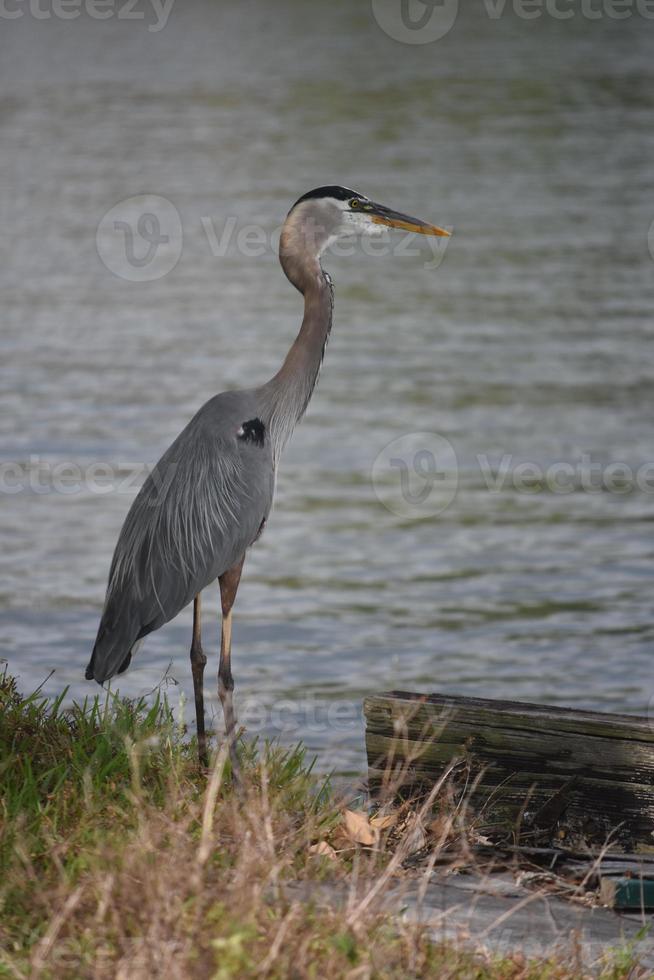 Schauen Sie sich einen großen blauen Reiher in Louisiana aus der Nähe an foto