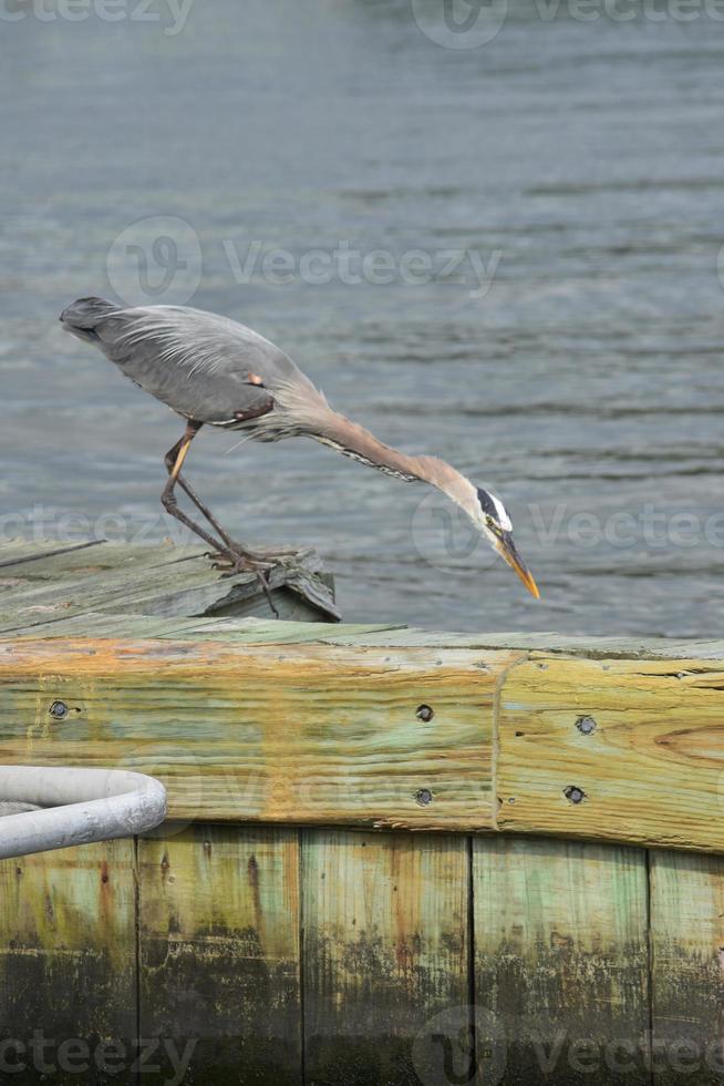Great Blue Heron auf der Suche nach Fischen im Fluss foto