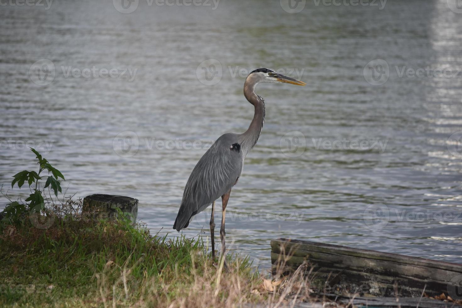 Great Blue Heron am Rande des Wassers foto