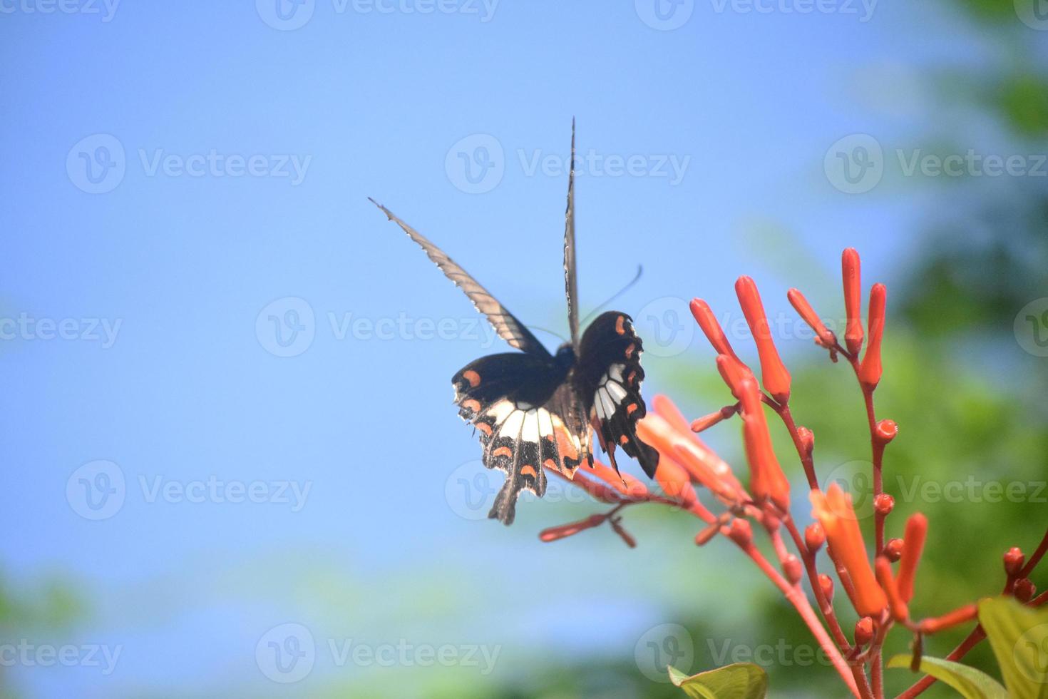 hübscher Schwalbenschwanzschmetterling, der auf einer Blume landet foto