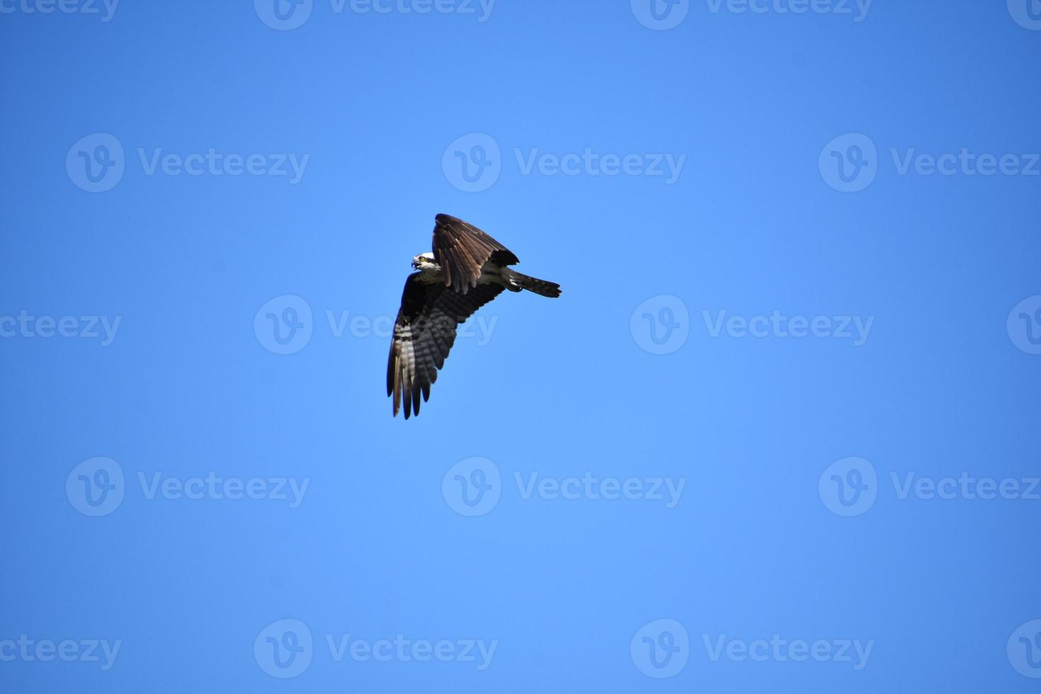 Fliegender Fischadlervogel an einem Sommertag foto