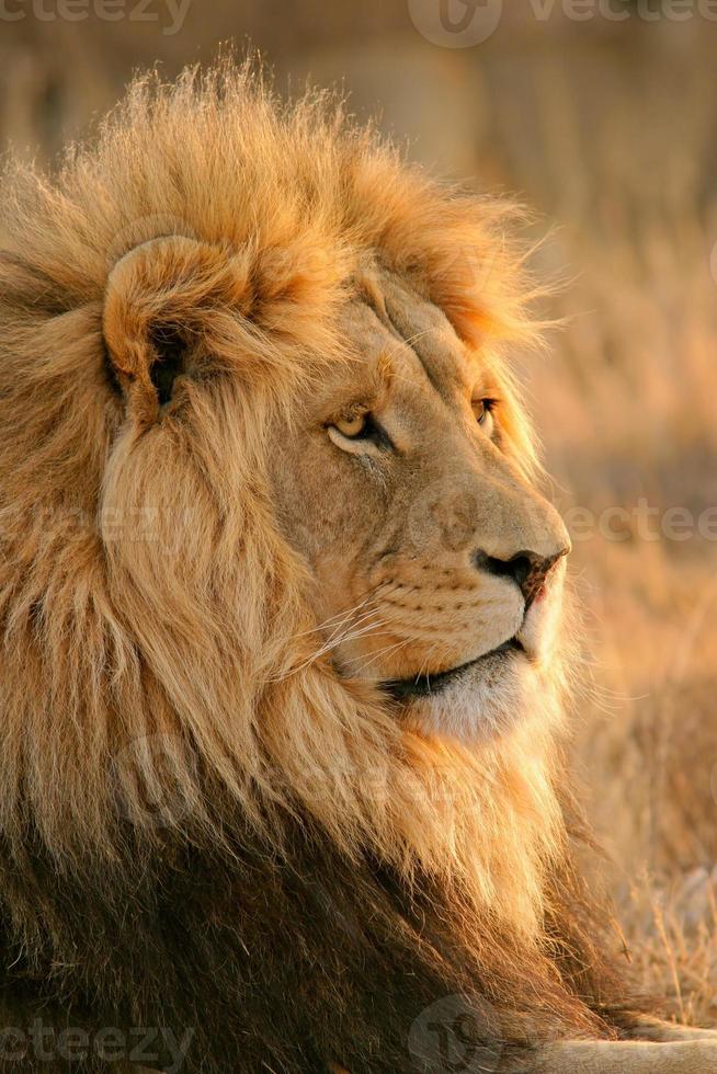großer männlicher afrikanischer Löwe foto