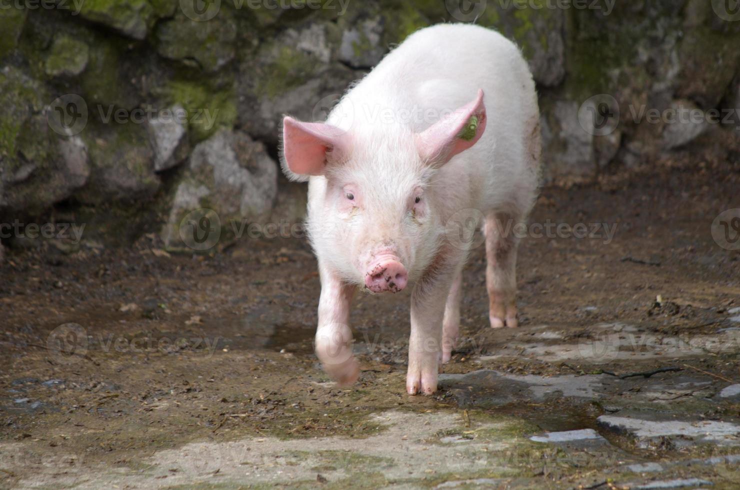 rosa Ferkel, das auf einem Bauernhof herumläuft foto