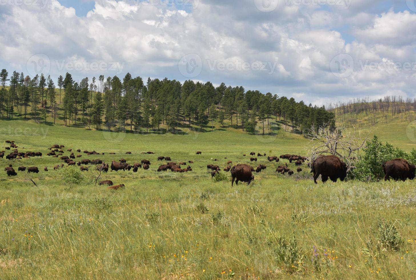 große Herde grasender amerikanischer Büffel auf einer Prärie foto