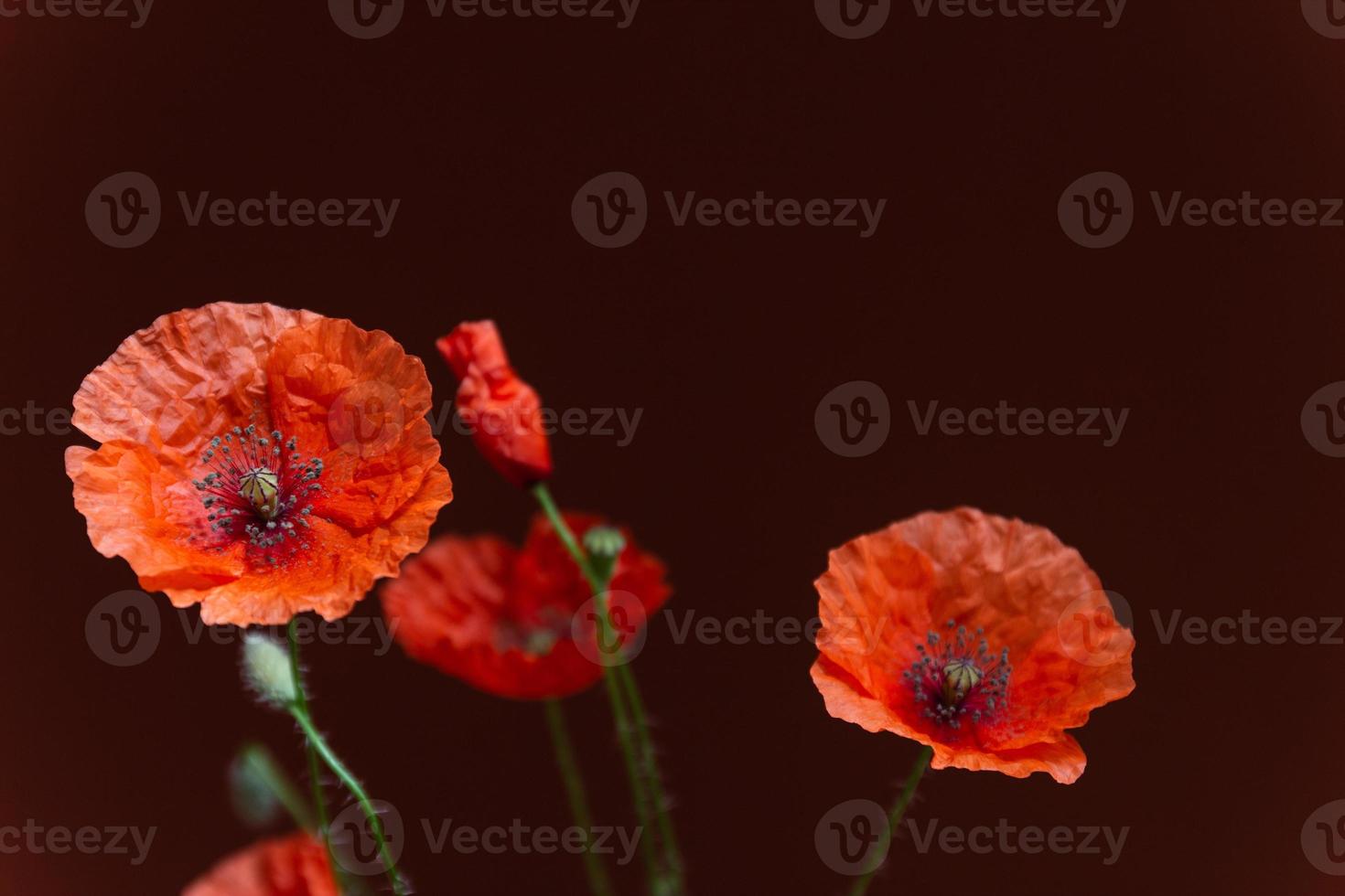 Strauß roter Mohnblumen auf dunklem Hintergrund. wilde Blumen. Nahaufnahme Foto. hochwertiges Foto