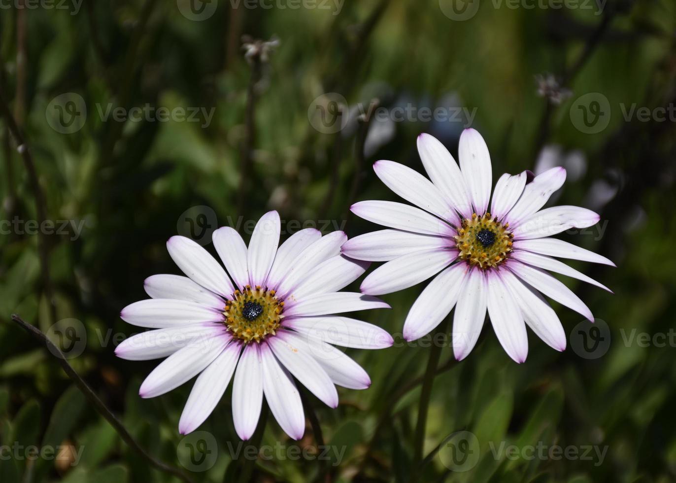 Paar lila Asterblumenblüten in einem Garten foto