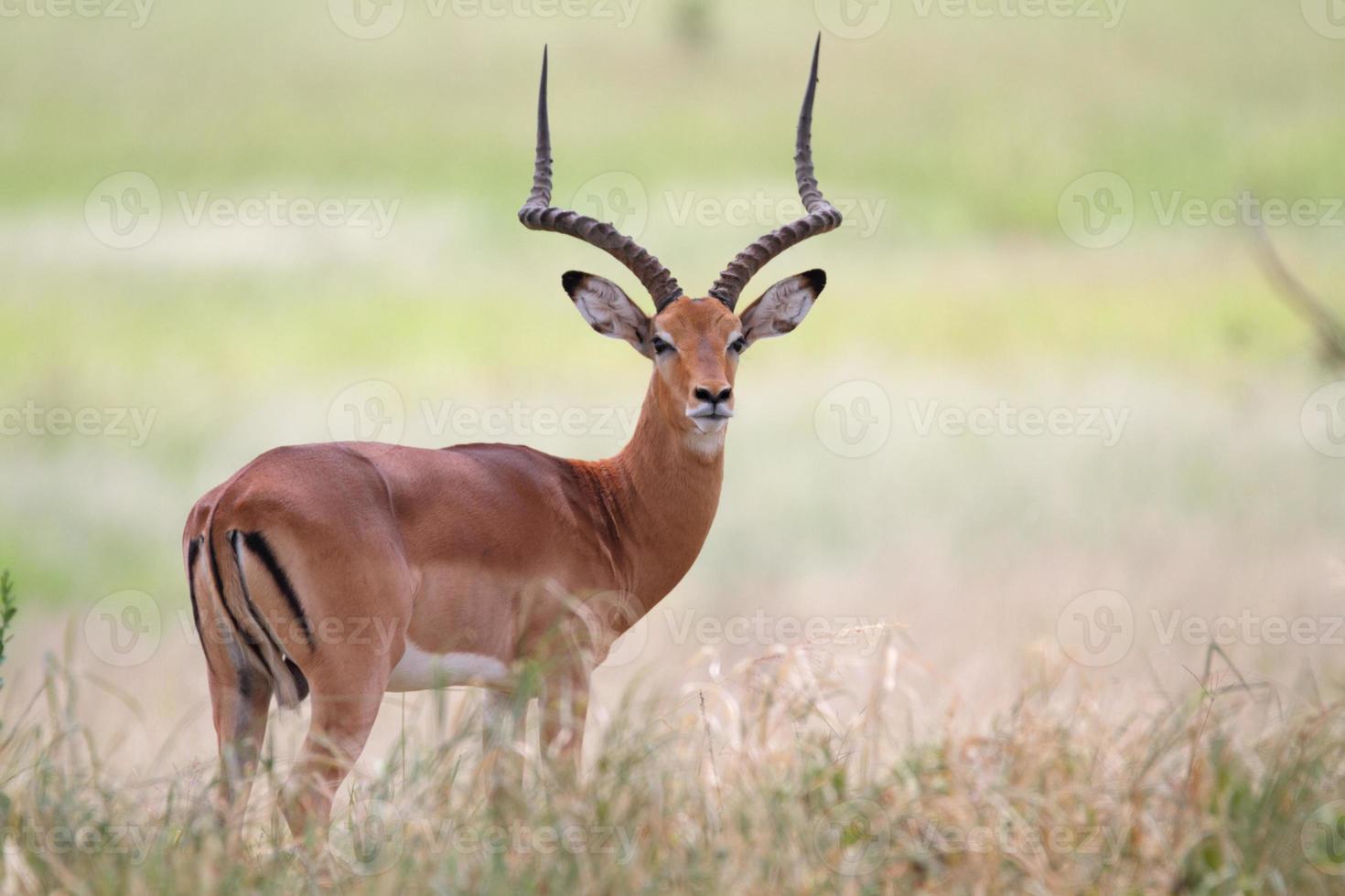 männlicher Impala in der afrikanischen Savanne foto