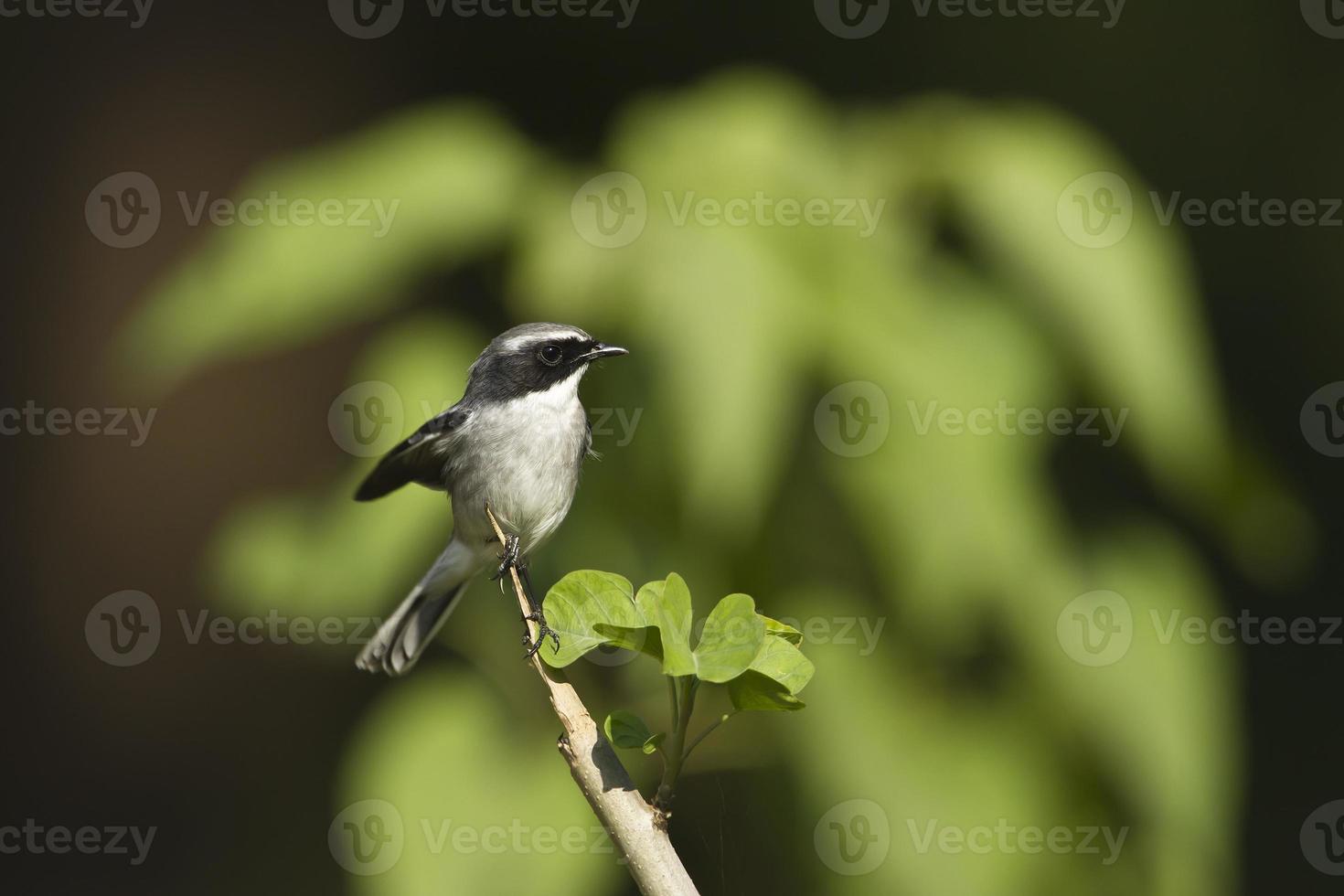 grauer Buschchat männlicher Vogel in Nepal foto
