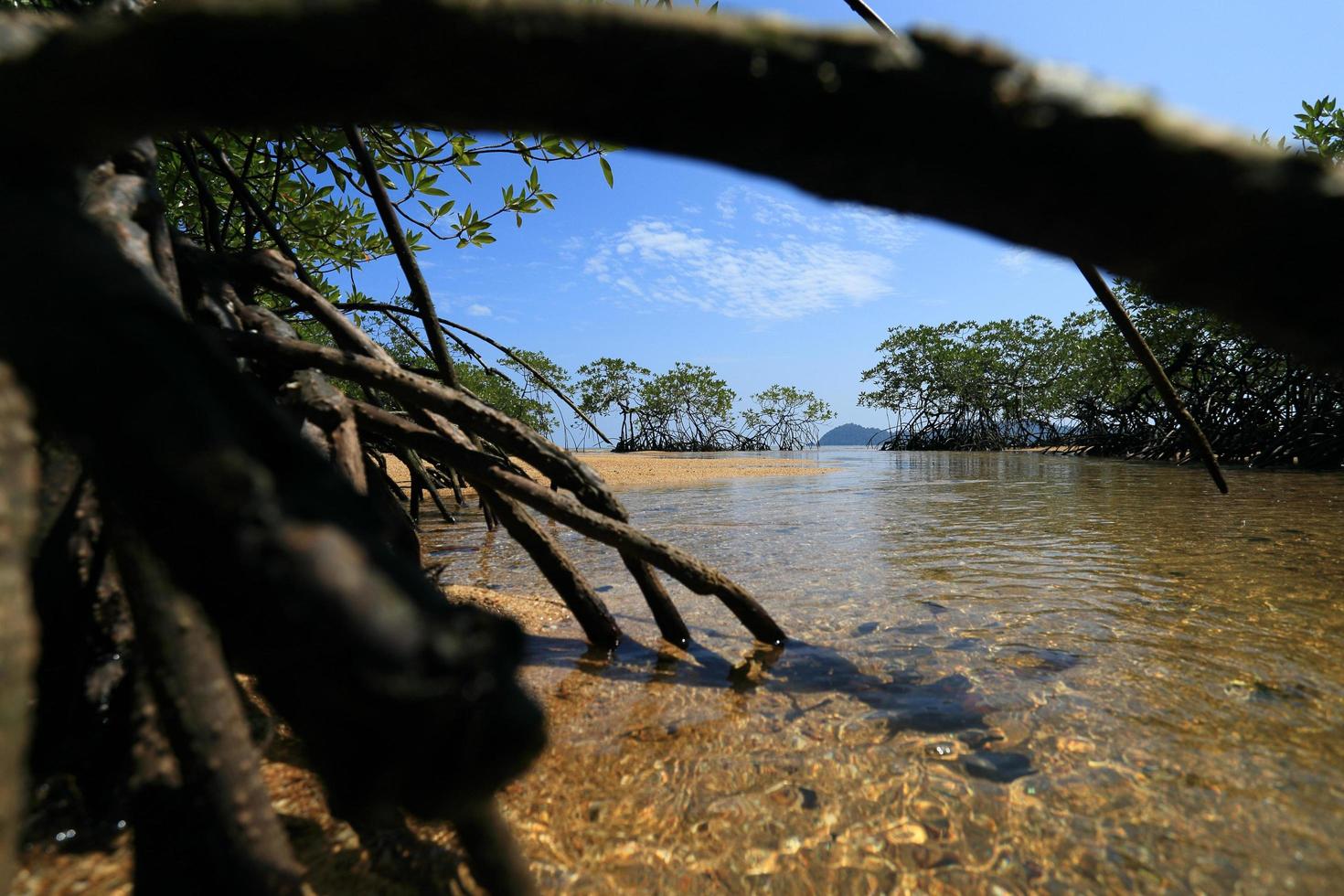 mangrovenwald im tropischen ort foto