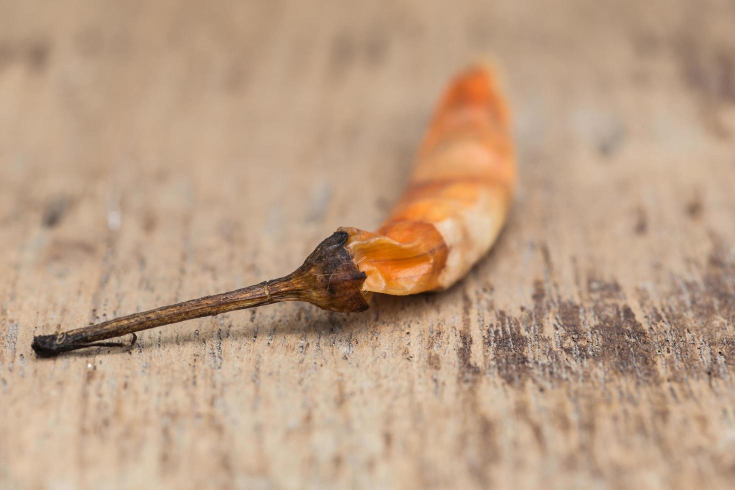 Nahaufnahme des getrockneten Chilis auf dem Holz foto