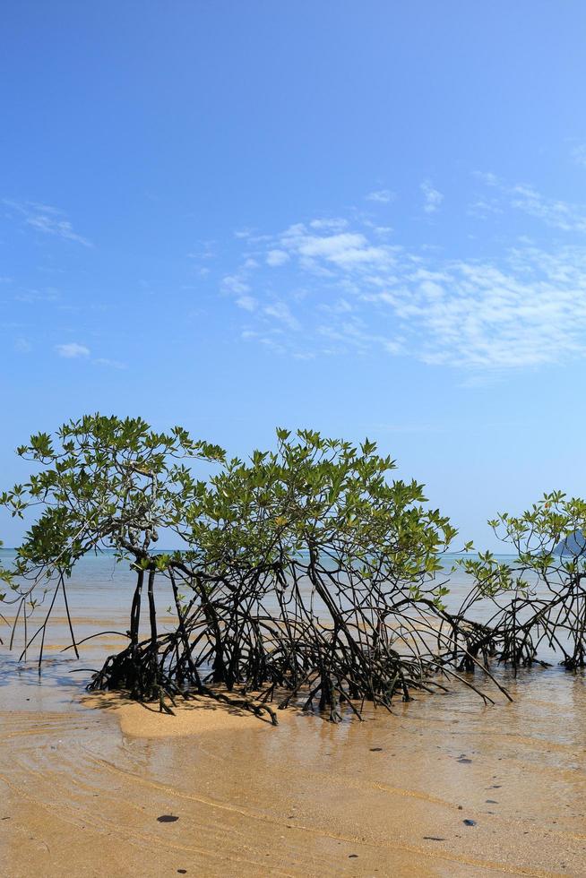 mangrovenwald im tropischen ort foto