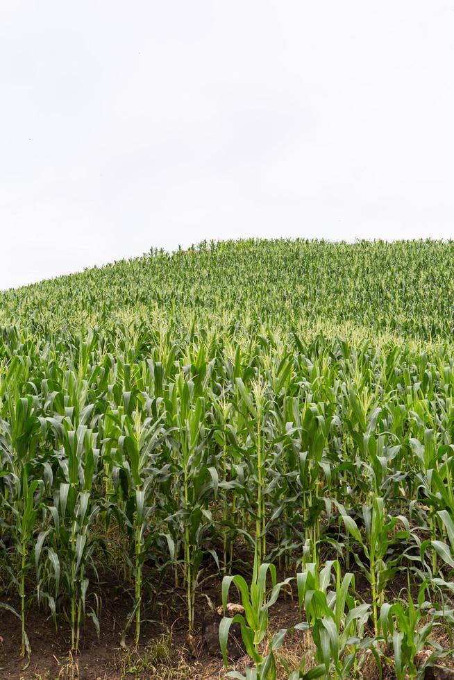 grünes Maisfeld aufwächst foto