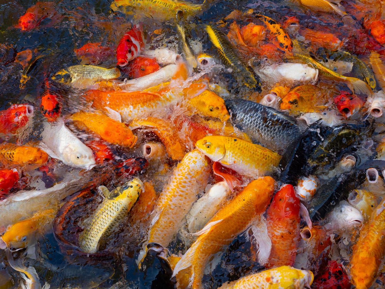 bunte ausgefallene Karpfenfische, Koi-Fische foto