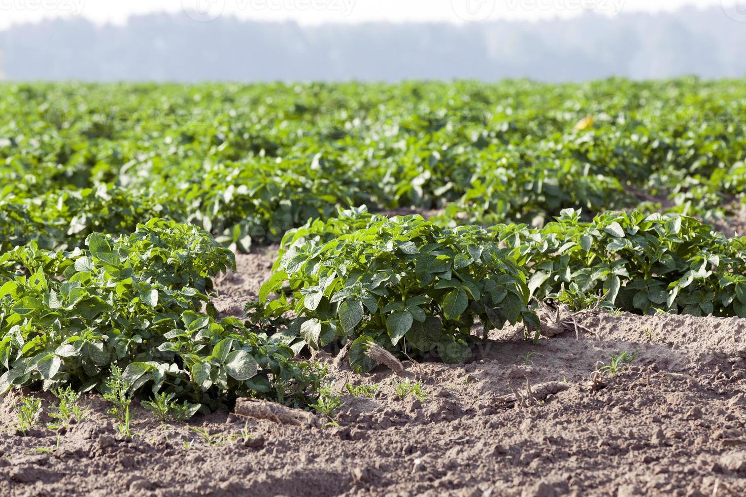 Landwirtschaft, Kartoffelfeld foto