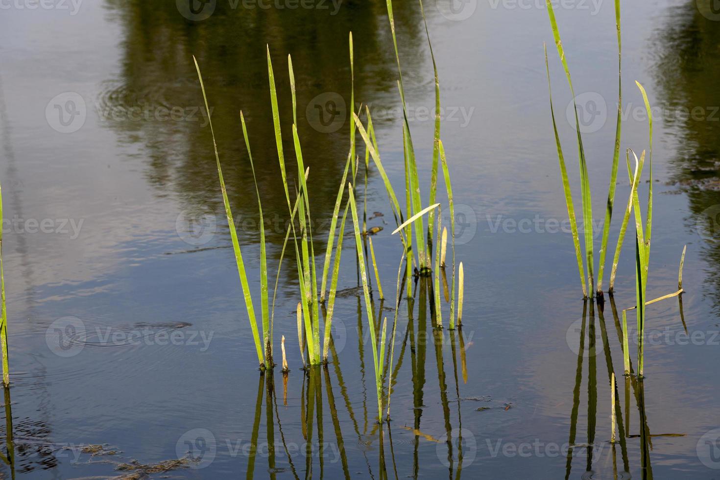 im Wasser wachsen foto