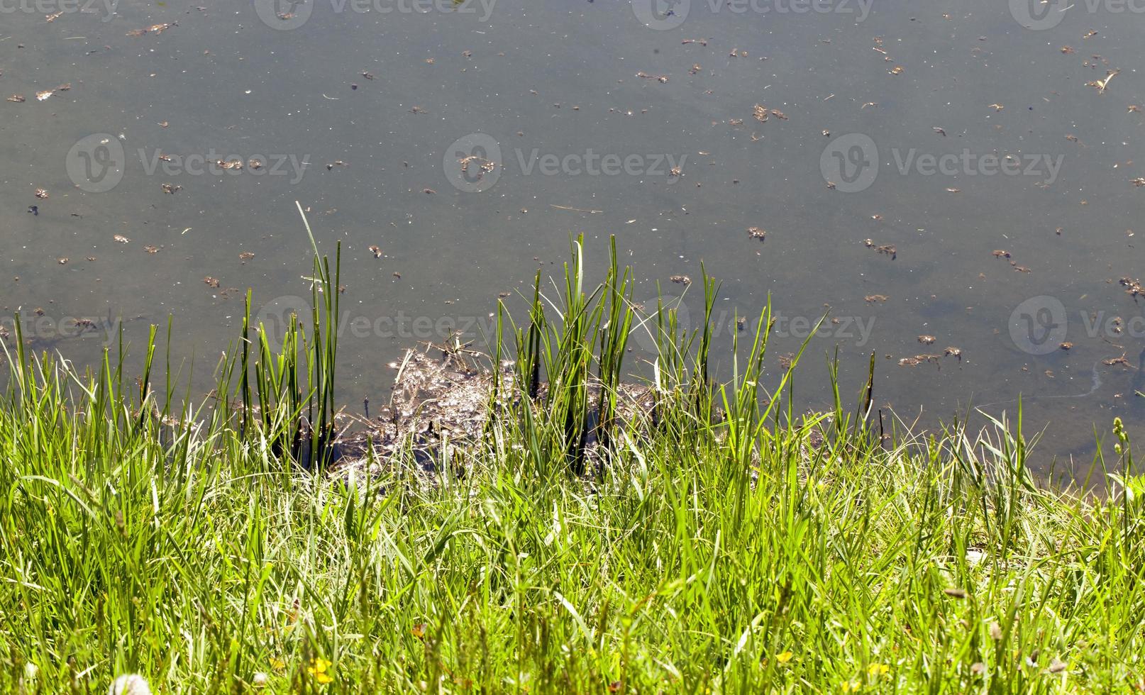 Ufer des Sumpfes foto