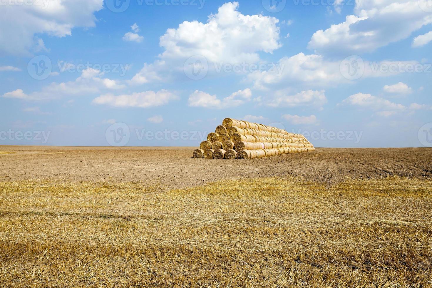 landwirtschaftliches Feldgetreide foto